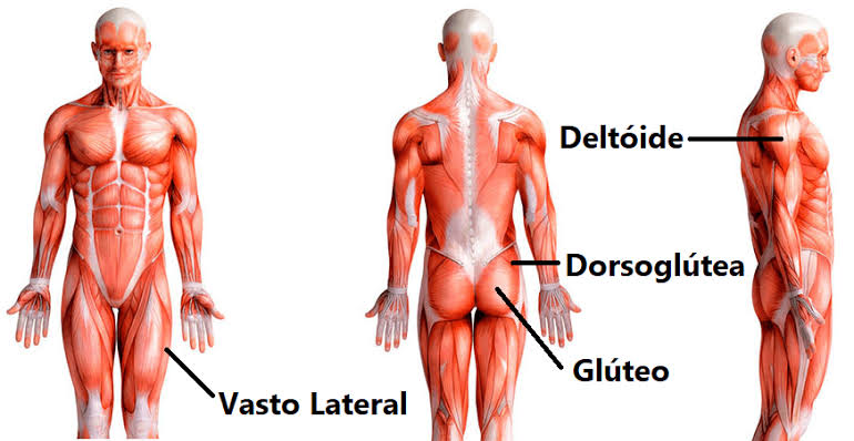 Locais de Aplicação Intramuscular: Conheça as Regiões Mais Seguras e Eficientes para Injeções - AES LABS